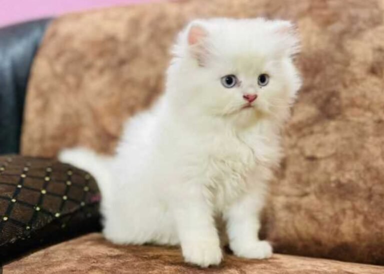 Cat lovers in the Iron City : टाटानगरी में अब सिर्फ कुत्ता नहीं, बिल्ली पालने का भी बढ़ा शौक