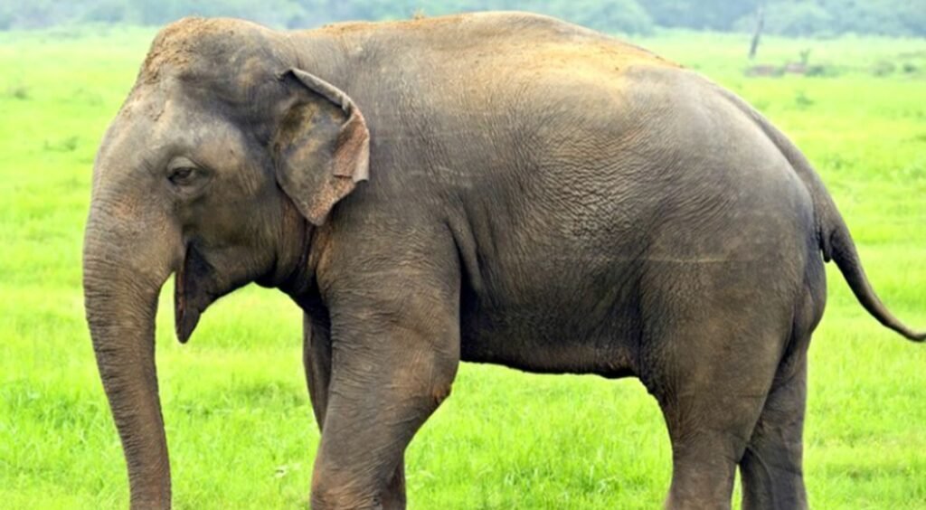 Chaibasa : सारंडा जंगल में आईईडी ब्लास्ट में घायल हाथी किया गया ट्रैक, वनतारा की टीम ने शुरू किया इलाज