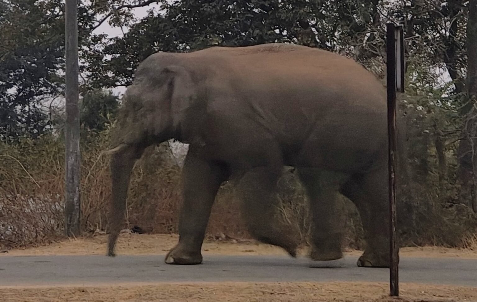 Wild elephant spotted again in Jharkhand : खूंटी में जंगली हाथी की दस्तक, गांवों में अलर्ट, देखें – Video